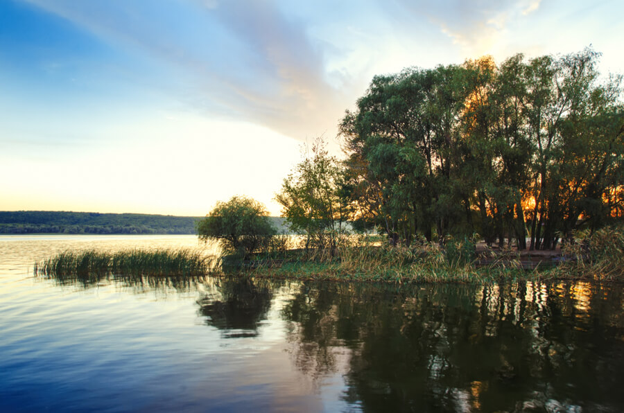 beautiful lake with bulrush and trees