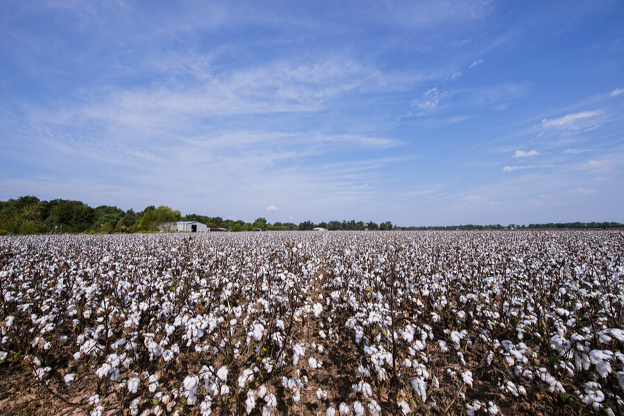 Cotton Field in Alexandria Louisiana