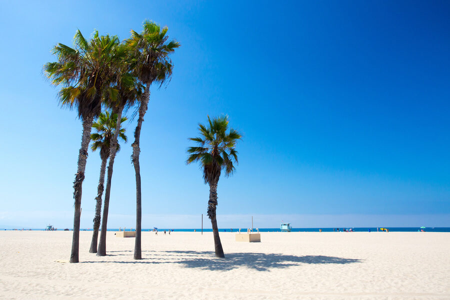 palm trees in Santa Monica, California, USA